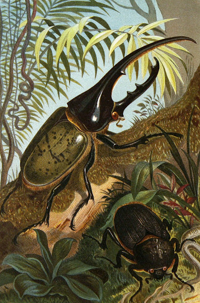 Die Insekten Tausendfussler und Spinnen Pl 06 1877