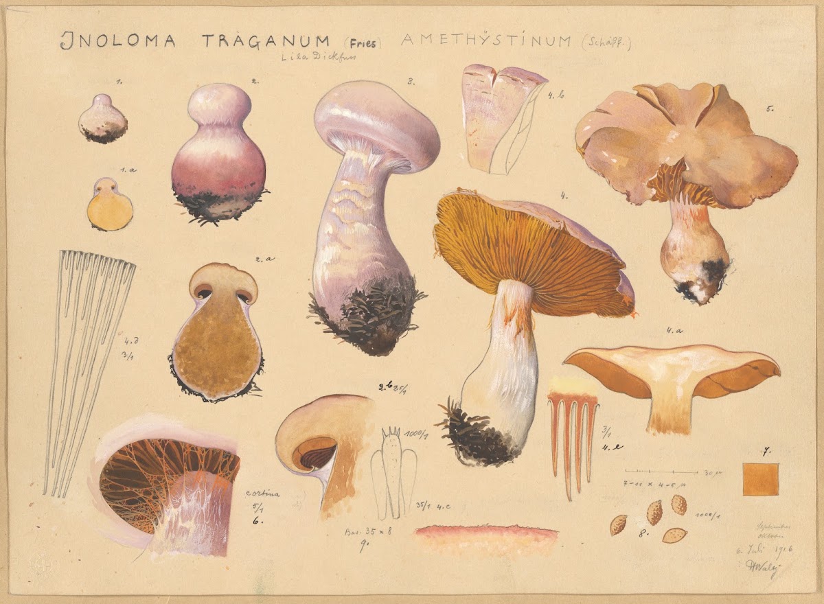 Inoloma Traganum Fries 1915 1945