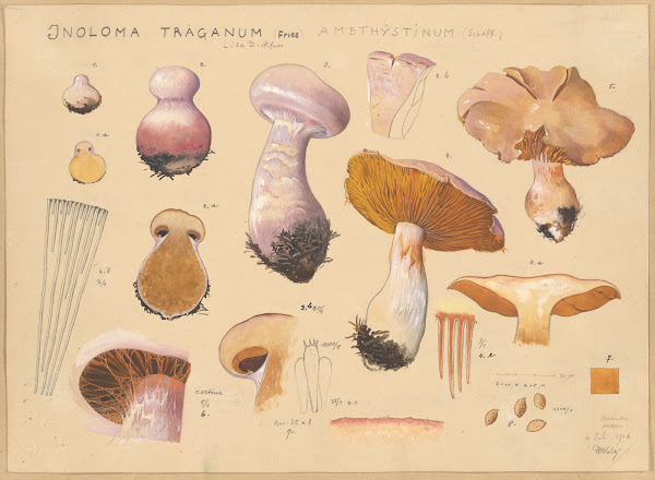Inoloma Traganum Fries 1915 1945