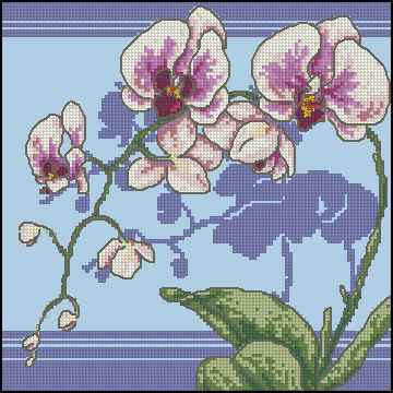 CMP 171469 Orchid
