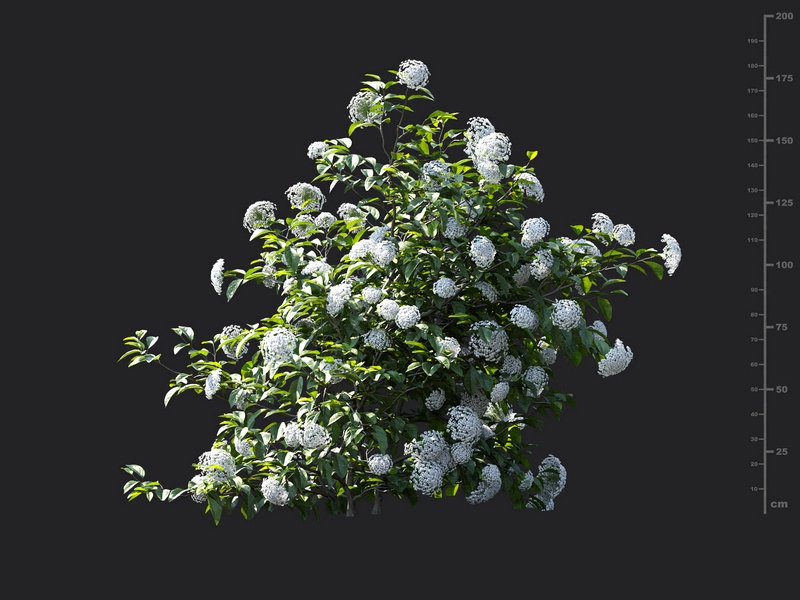 Maxtree - Plant Models Vol.115