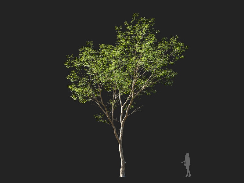 Maxtree - Plant Models Vol.114