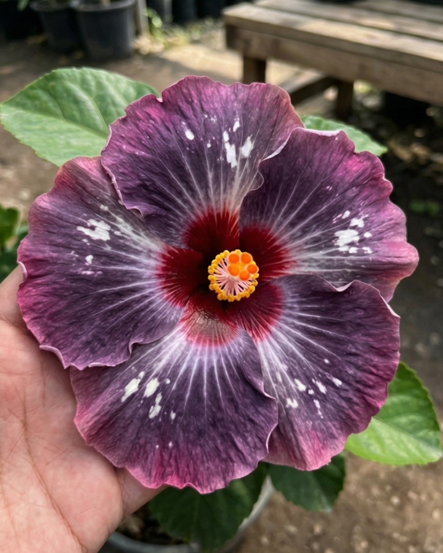 Hibiscus Wind Rosa Snow Flame — view 3