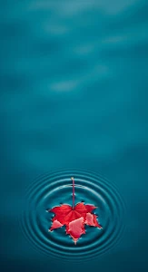 Red Maple Leaf on Deep Blue Rippling Water