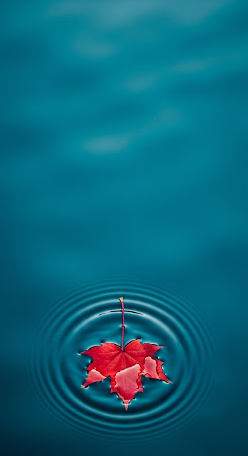 Red Maple Leaf on Deep Blue Rippling Water - Free mobile Wallpaper