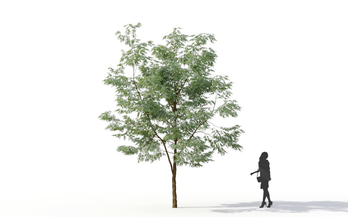 Maxtree - Plant Models Vol.11