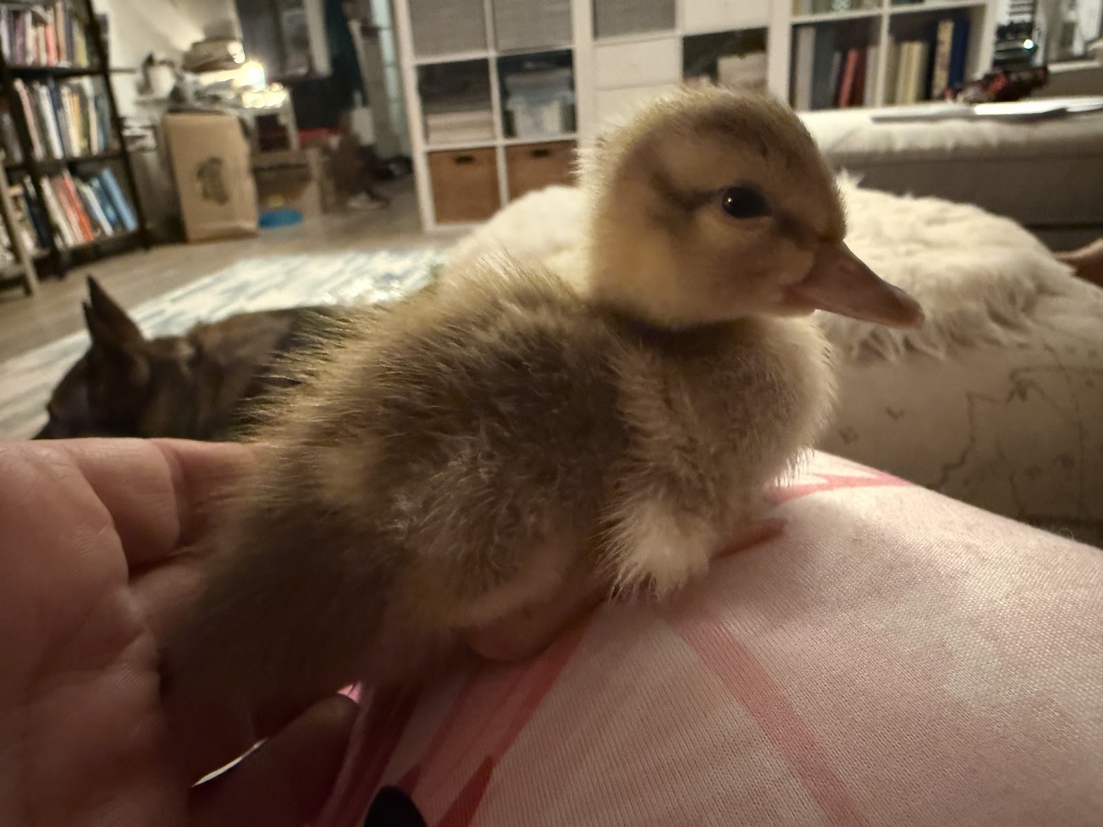 Golden Cascade Duckling