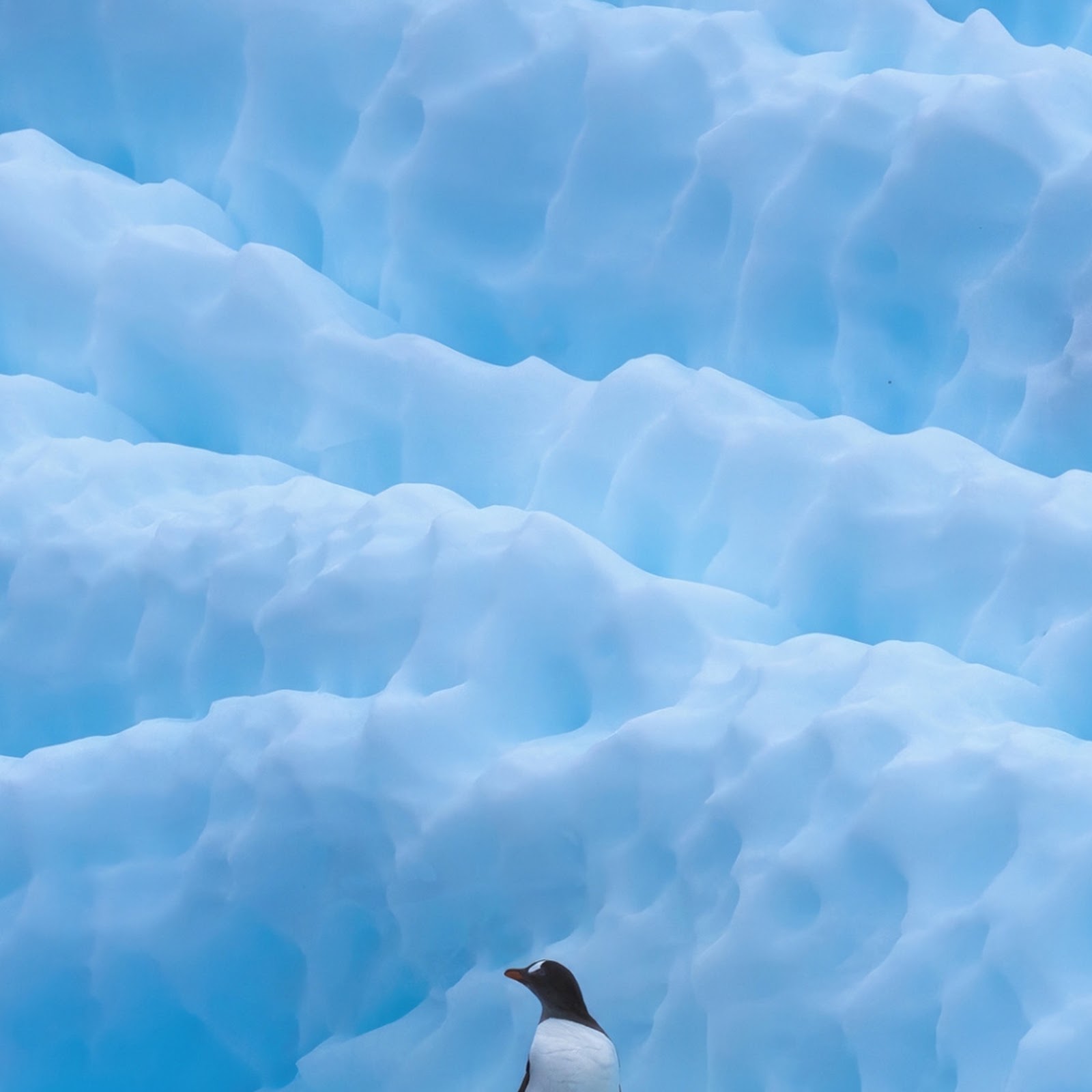 Download Penguin on a Blue Iceberg iPhone