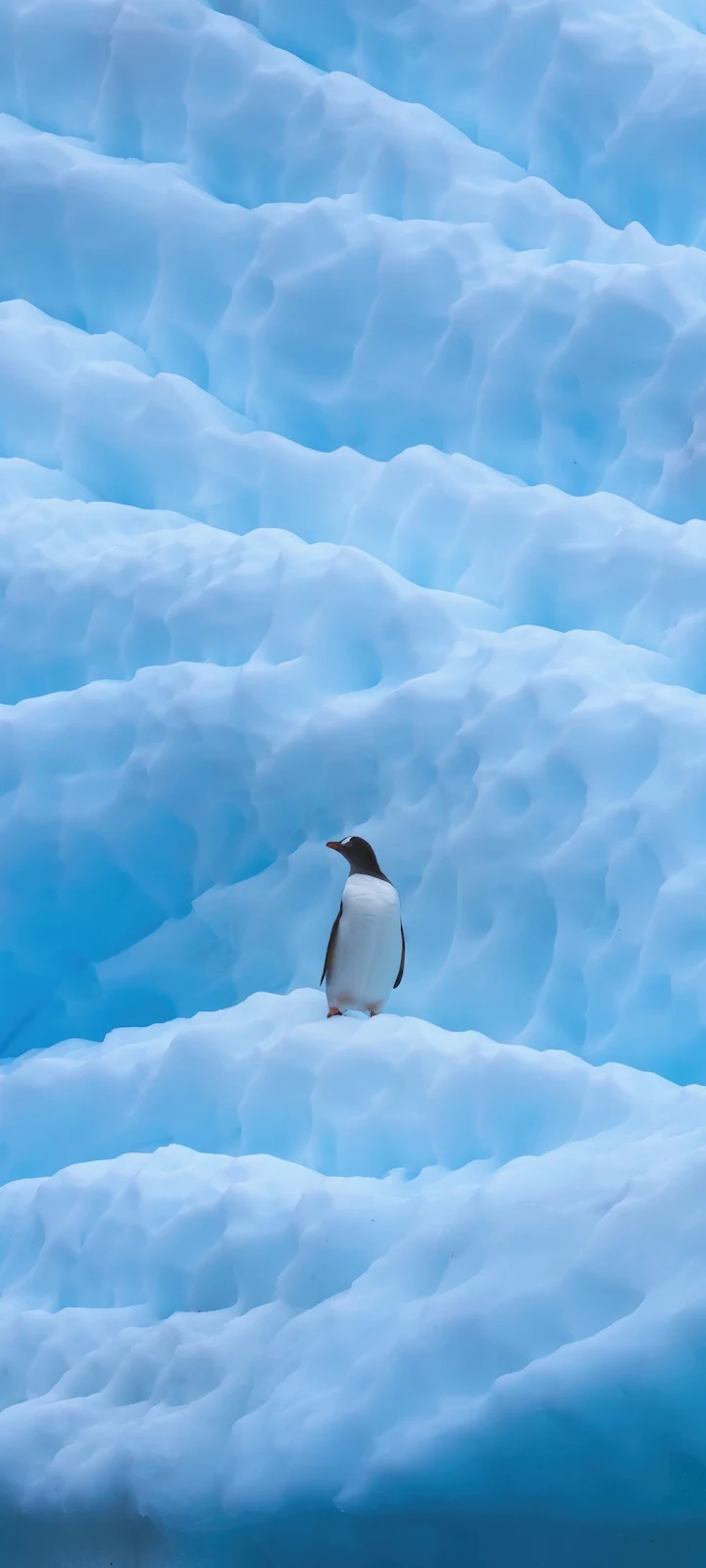 Penguin on a Blue Iceberg - Nature Photography iPhone Wallpaper (1032x2293)