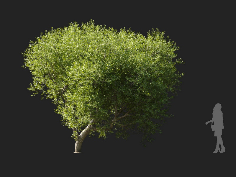 Maxtree - Plant Models Vol.127