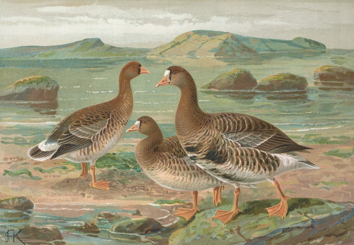 Anser albifrons