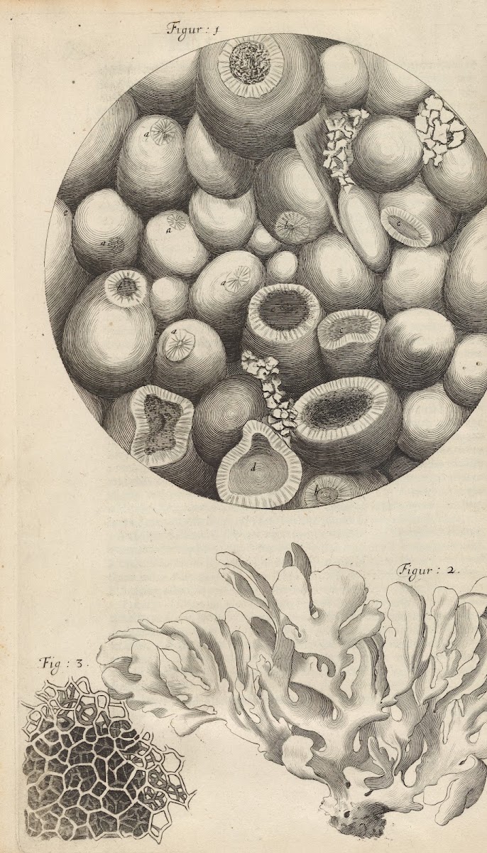 Microscopic view of Kettering stone sea moss and sponge 1665