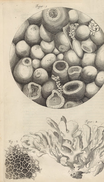 Microscopic view of Kettering stone sea moss and sponge 1665