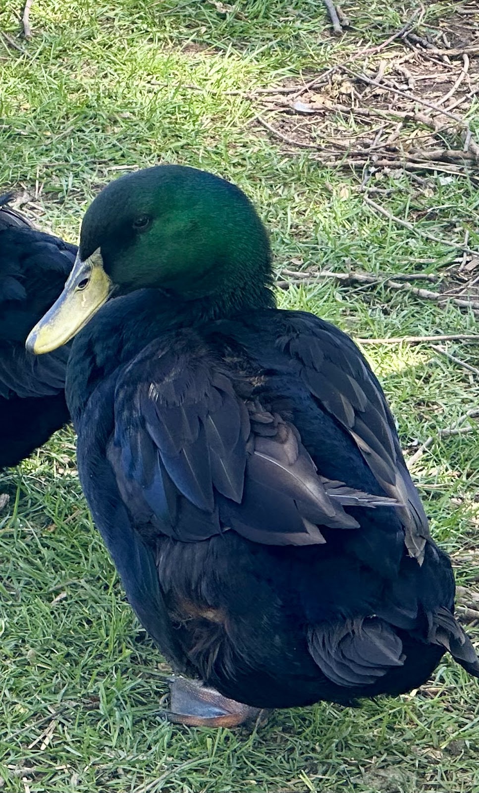 Cayuga Duckling