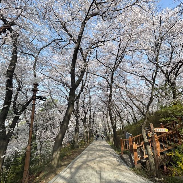 유성온천로 벚꽃길