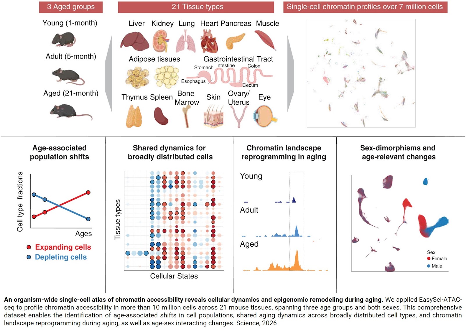 How aging reshapes cells across the entire mammalian body