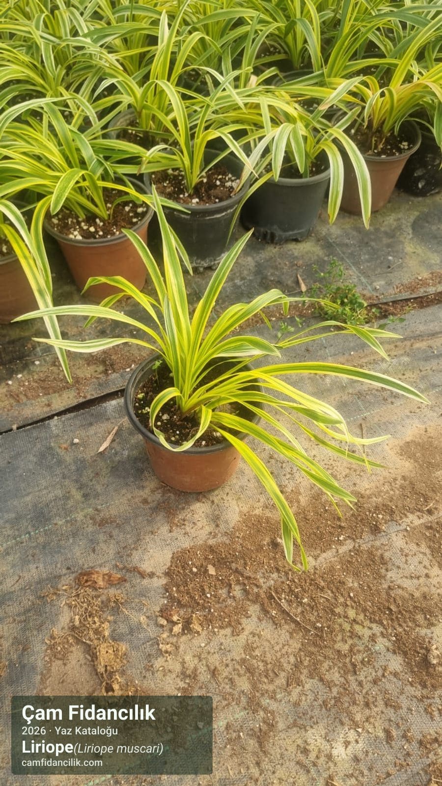 Liriope - Liriope muscari Çam Fidancılık Yalova foto 3