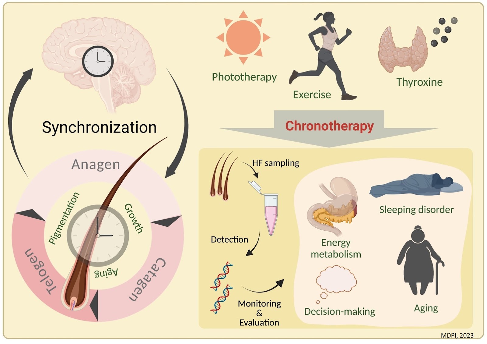 The body’s internal clock can be determined from a hair sample