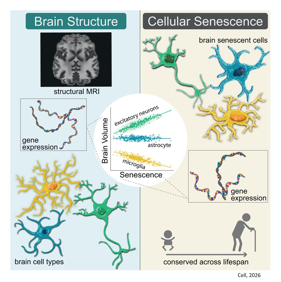 Establishing the relationship between brain cellular senescence and brain structure
