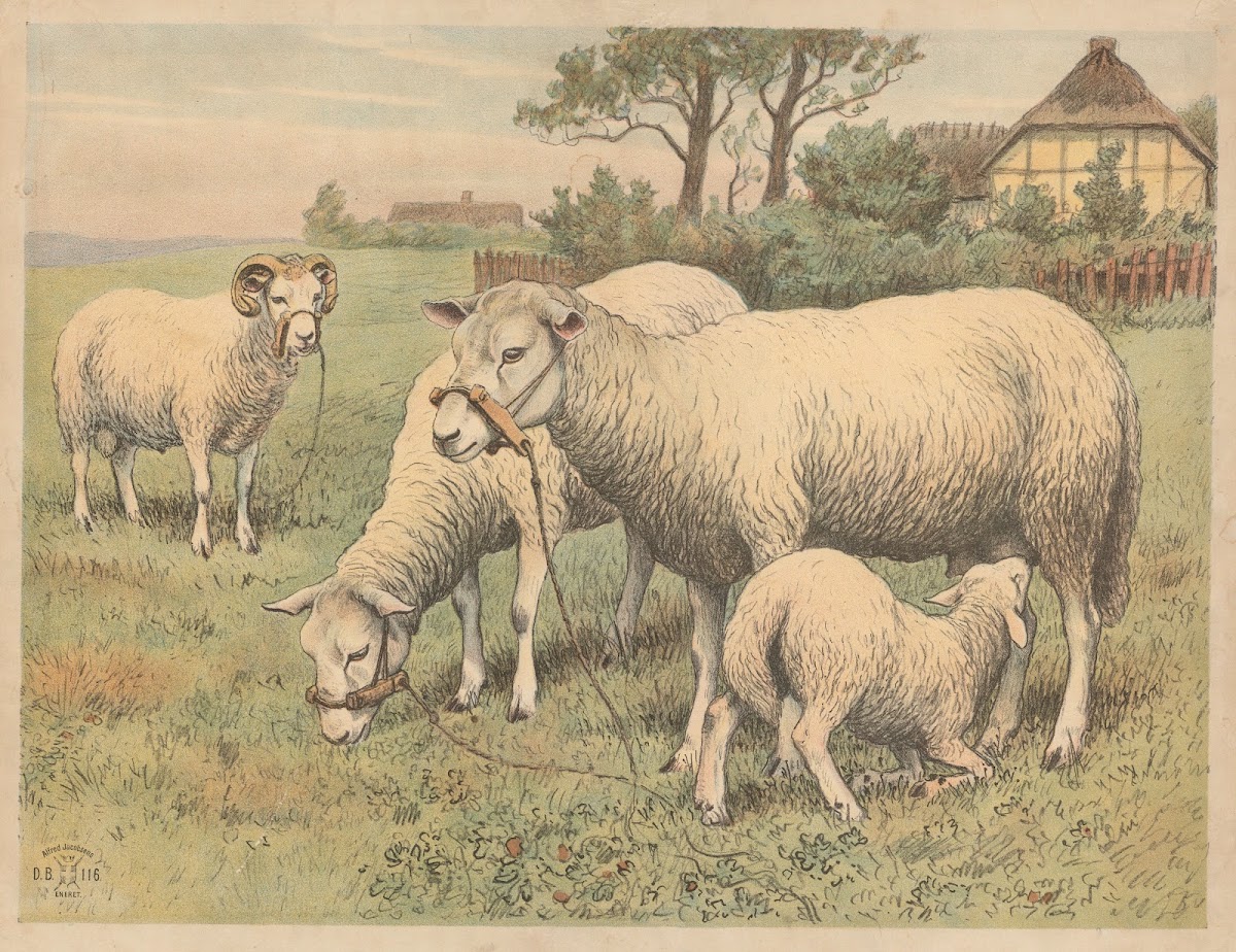 Får variant 1892