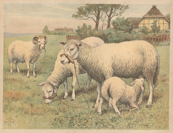 Får variant 1892