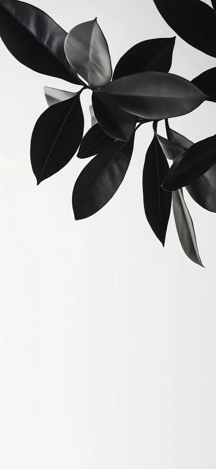 Black Rubber Plant Leaves - Minimalist Monochrome Photography Full HD iPhone Wallpaper (1080x2341)