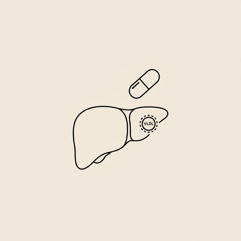 Minimalist vector line illustration of a liver, capsule, and stylized VLDL particle on beige background representing hepatic lipid metabolism