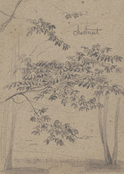 Chestnut 1840 1860