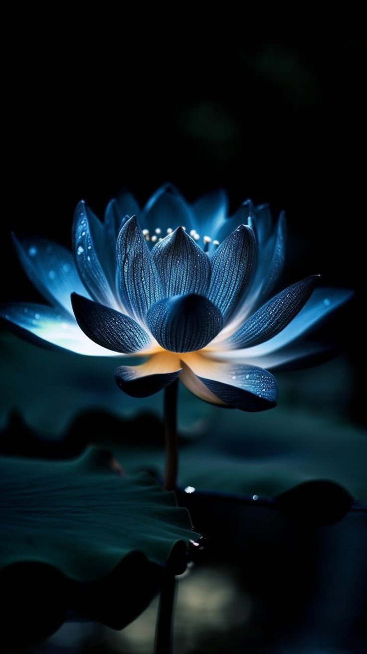 Glowing Lotus Flower Picture