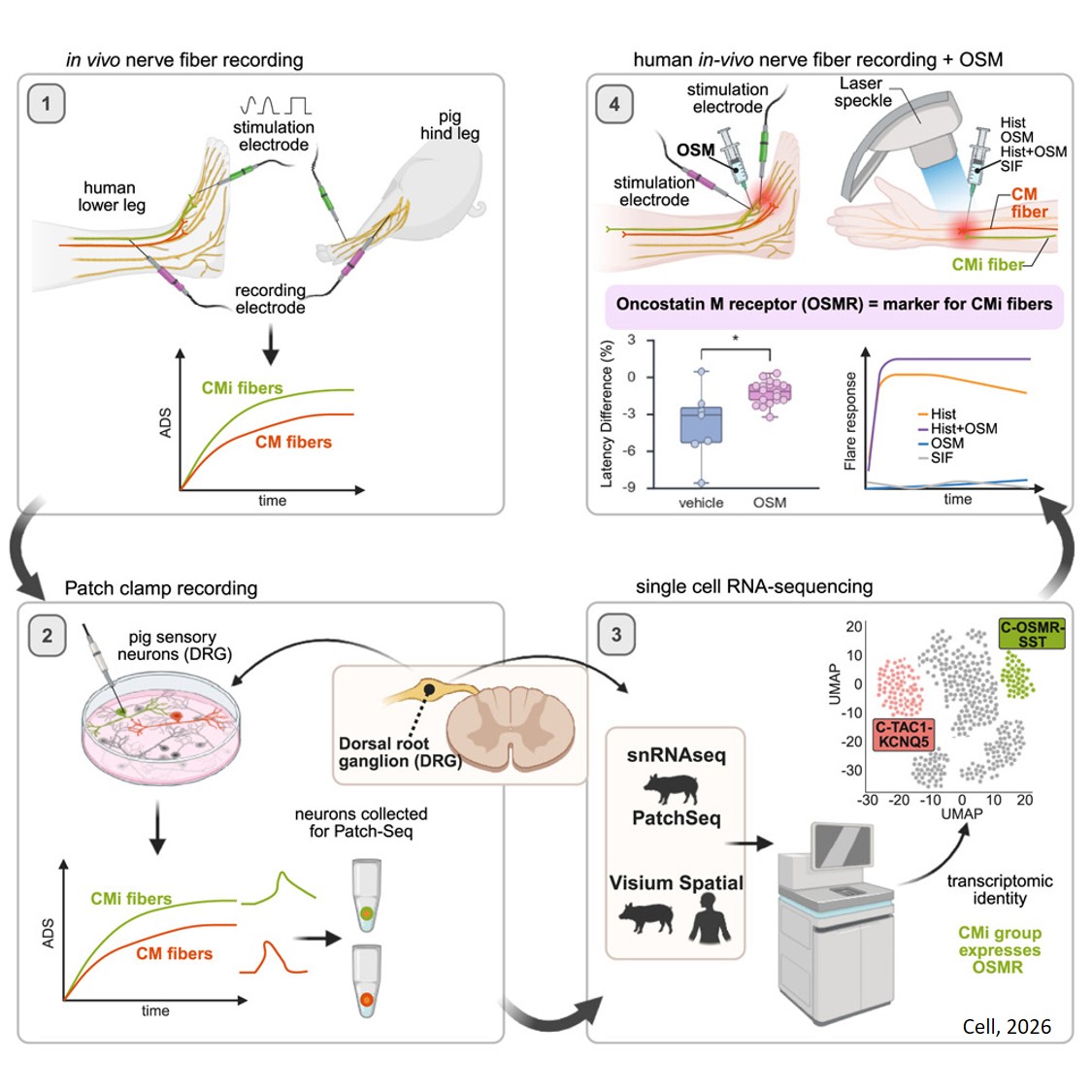 Molecular architecture of human dermal sleeping nociceptors
