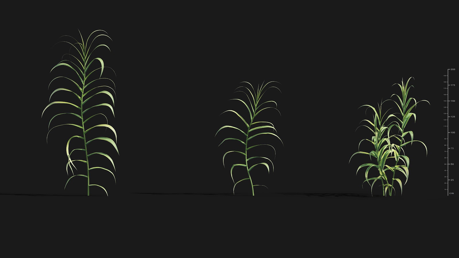 Maxtree - Plant Models Vol.29