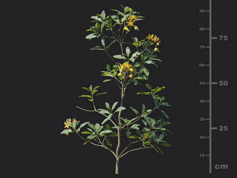 Maxtree - Plant Models Vol.129