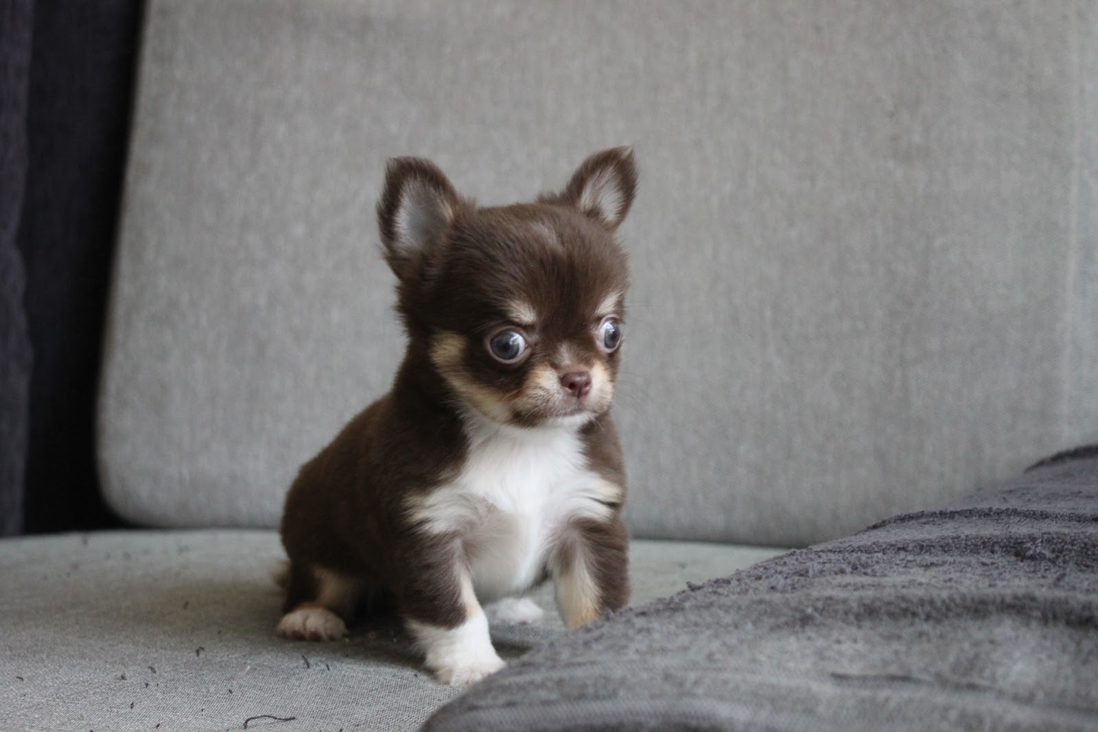 1/16出生 2號高端優質迷你長毛吉娃娃巧克力奶油四目妹妹