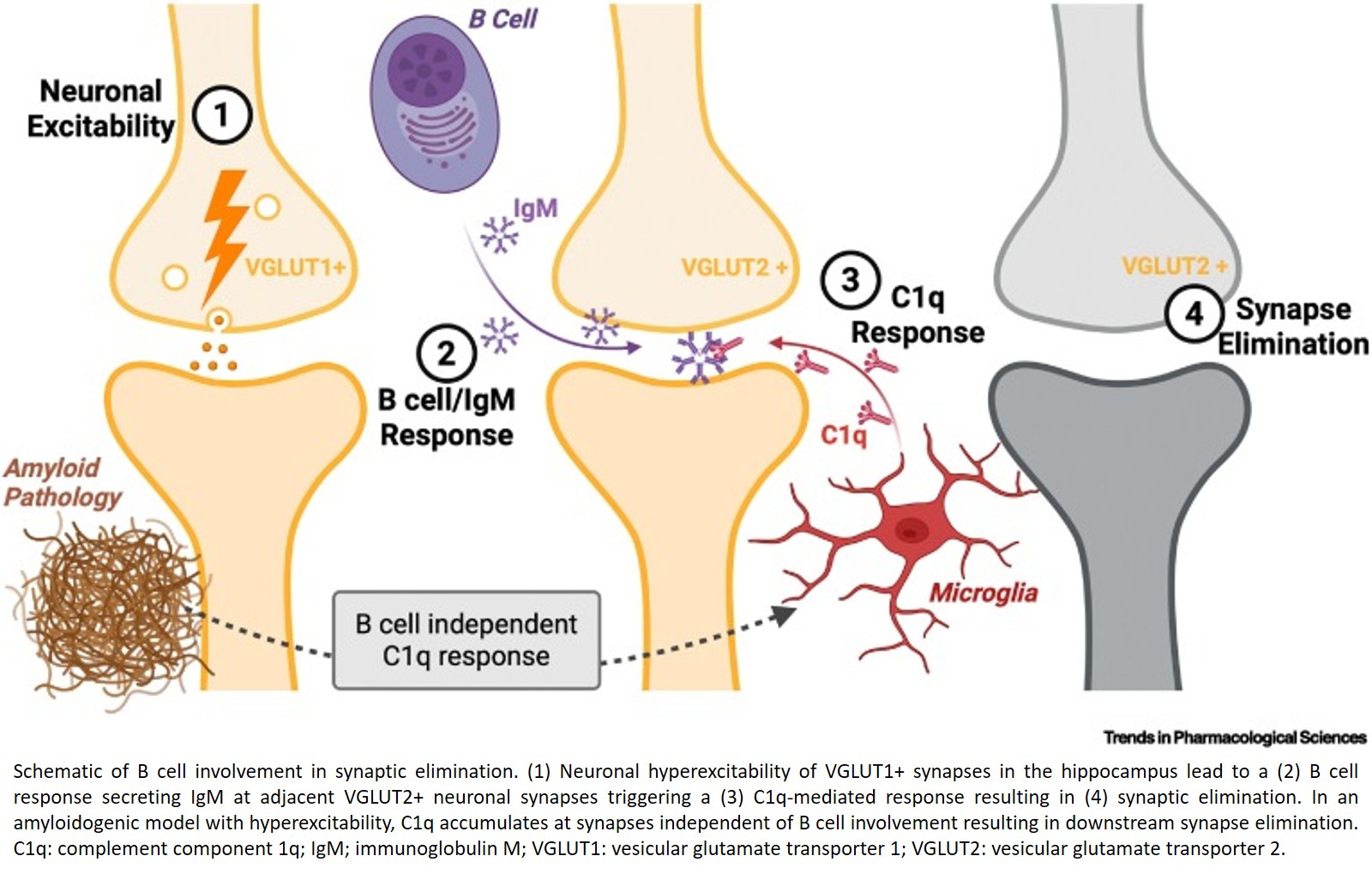 Role of immune system in synapse loss in Alzheimer’s