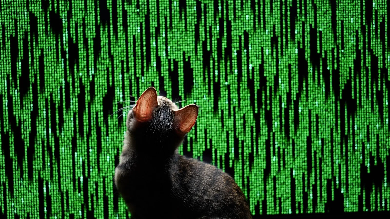 Cat In The Matrix - Digital Concept Art 5K Wallpaper (6000x3375)