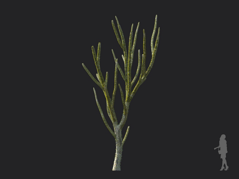 Maxtree - Plant Models Vol.130