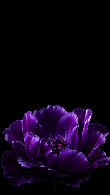 Deep violet flower with layered petals positioned low against a clean black background.
