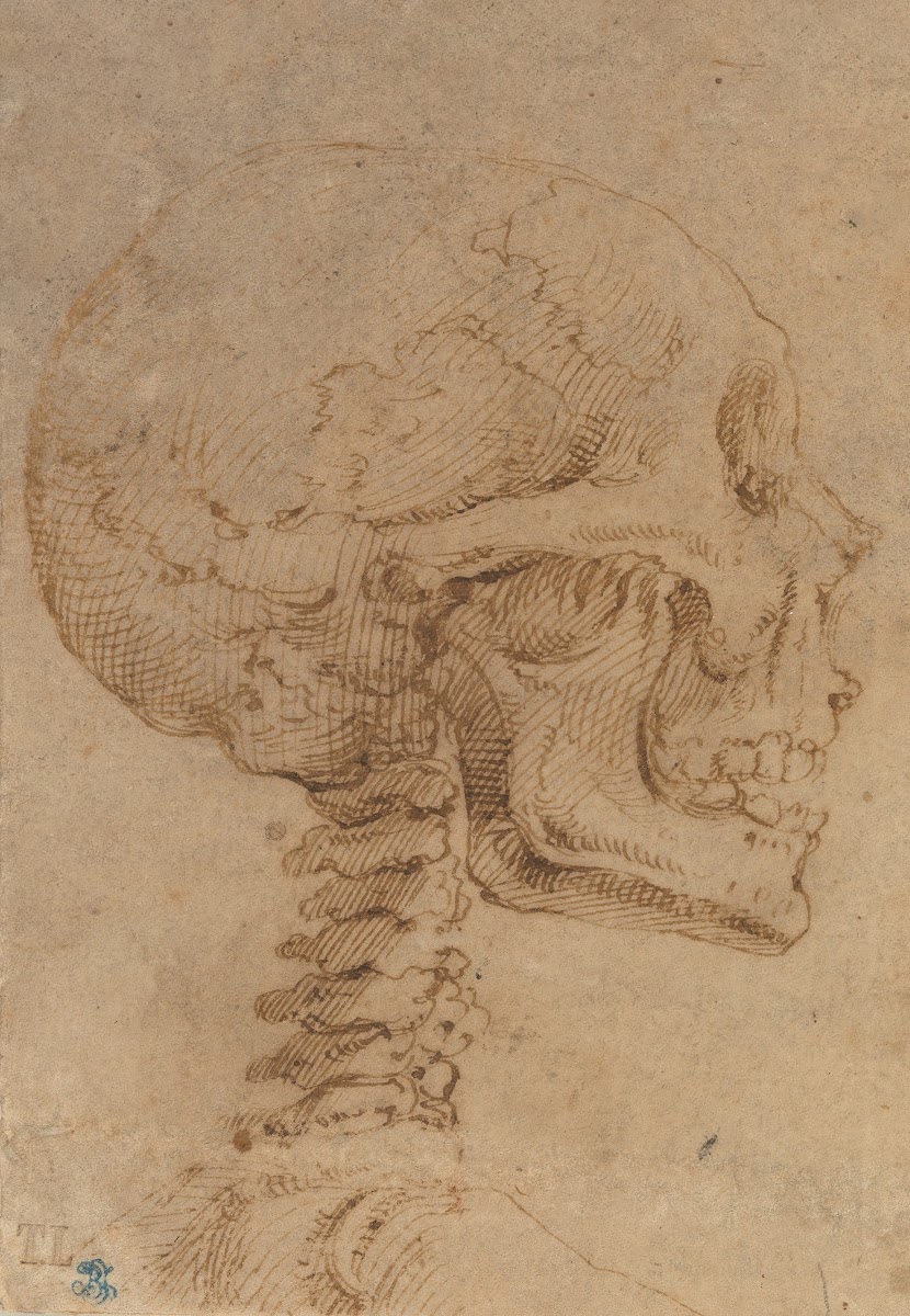 Skull In Profile Ca 1538