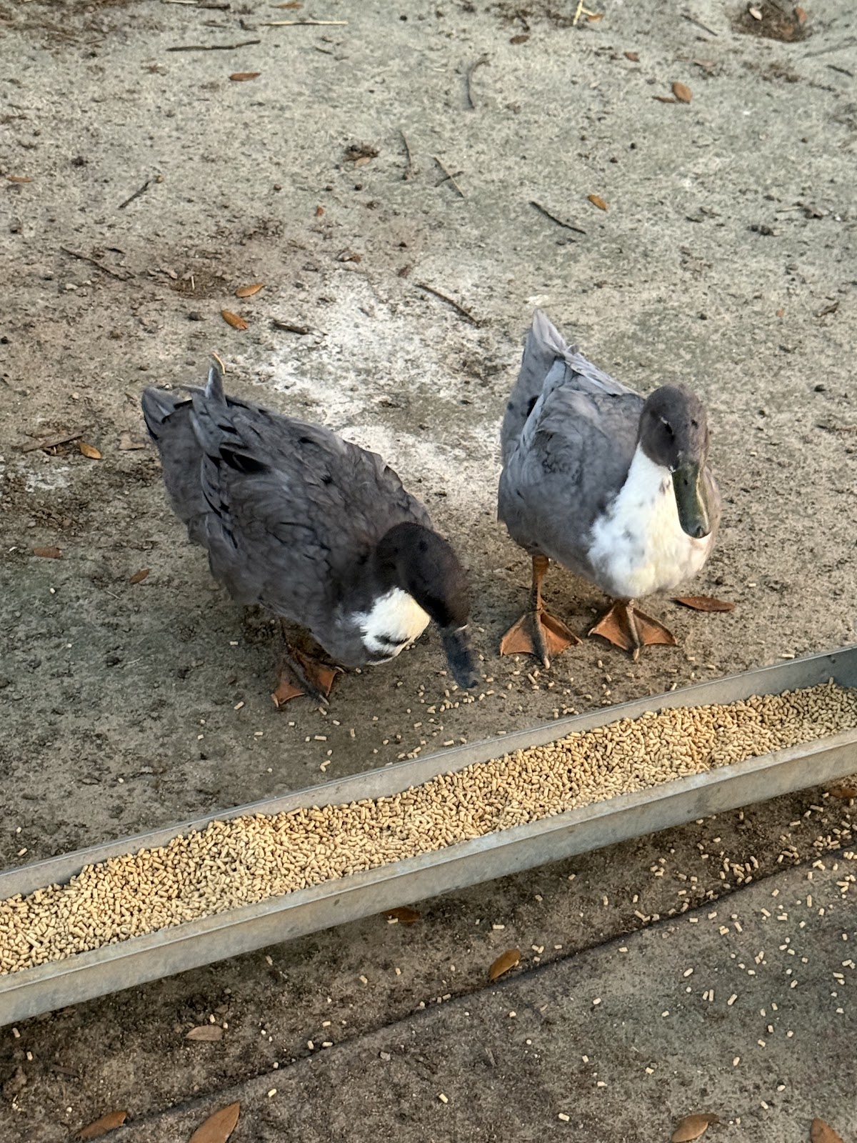 Blue Swedish Duckling