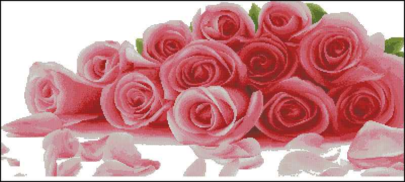 CMP 171203 Roses