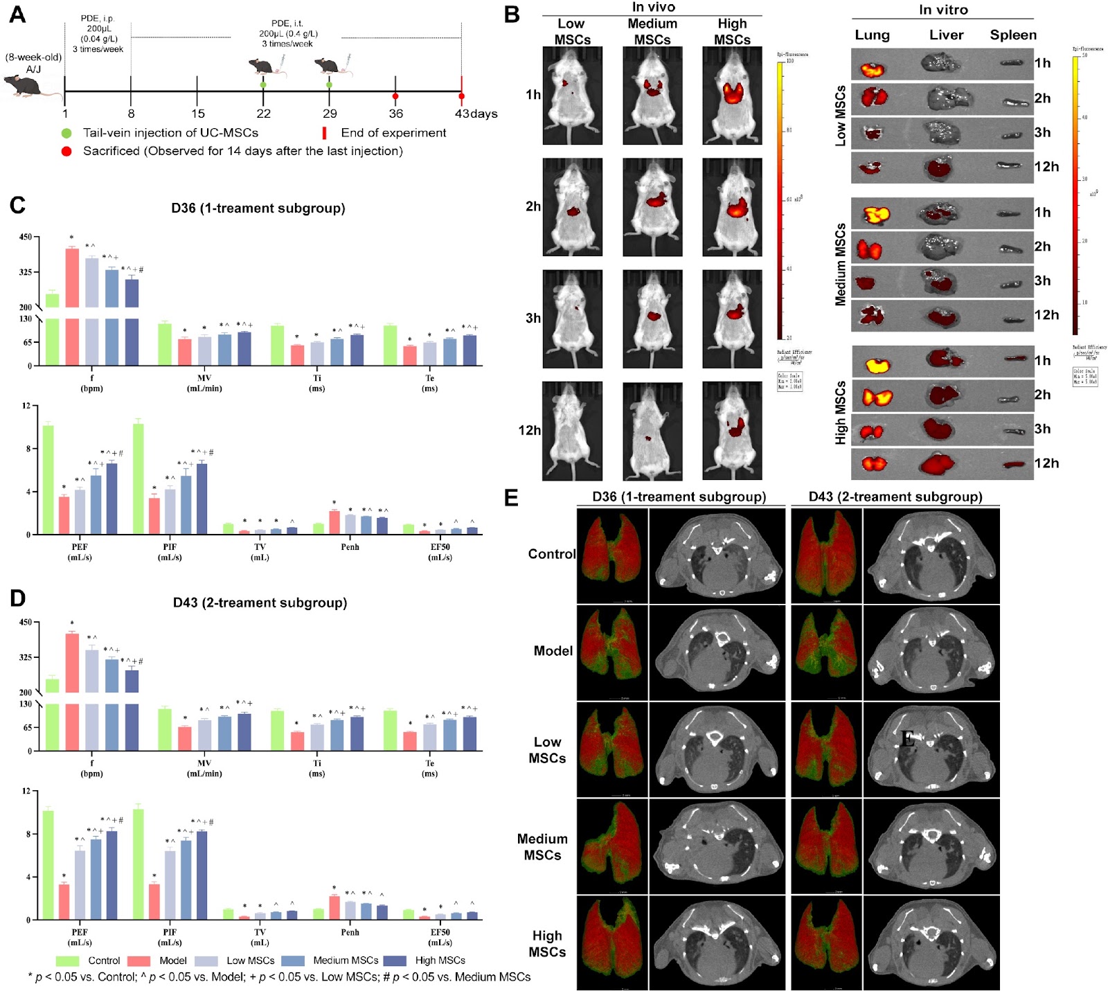 Immunopathological characteristics and therapeutic effects of UC-MSCs in a pigeon breeder’s lung mouse model