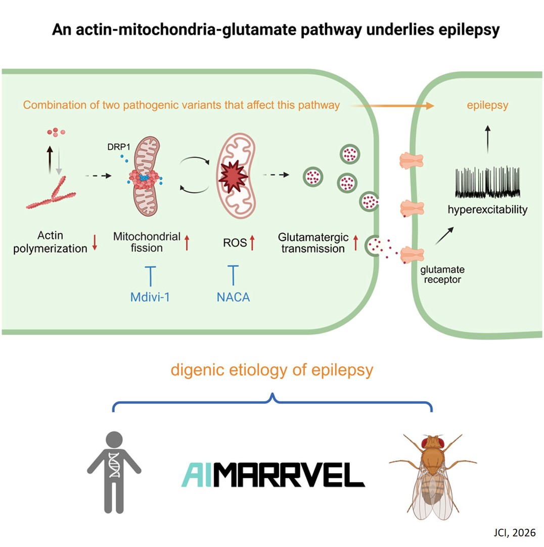 Epilepsy-associated digenic variants affecting an actin– mitochondria–glutamate pathway promote seizure susceptibility