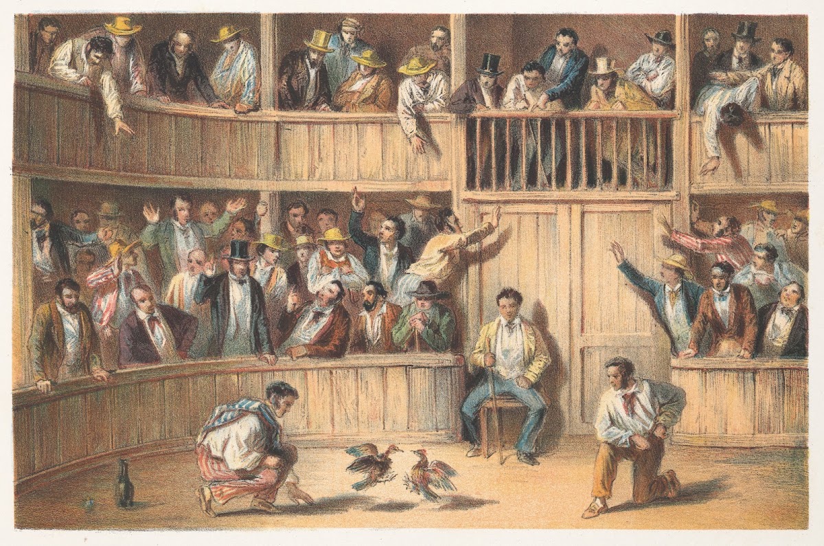 Valla de gallos 1855