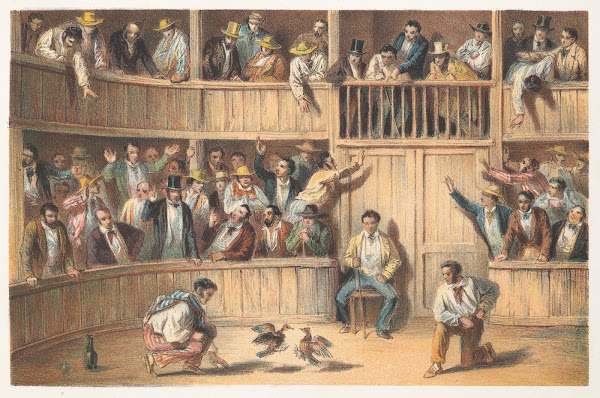 Valla de gallos 1855