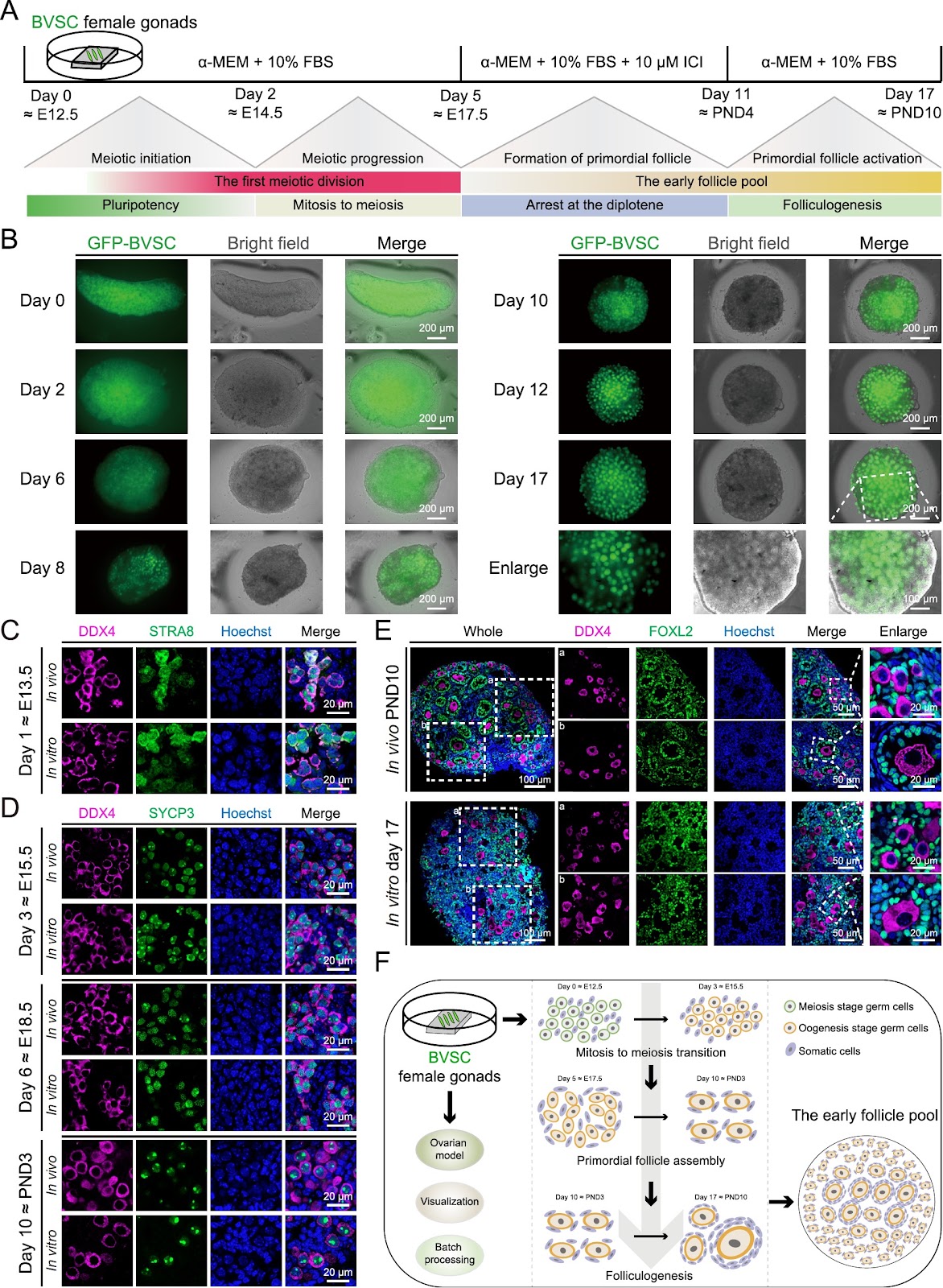 A visualized and quercetin-optimized three-dimensional culture model of mouse ovaries derived from fetal gonads