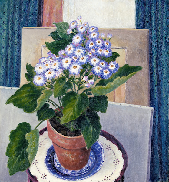 Cineraria ca 1933 1934