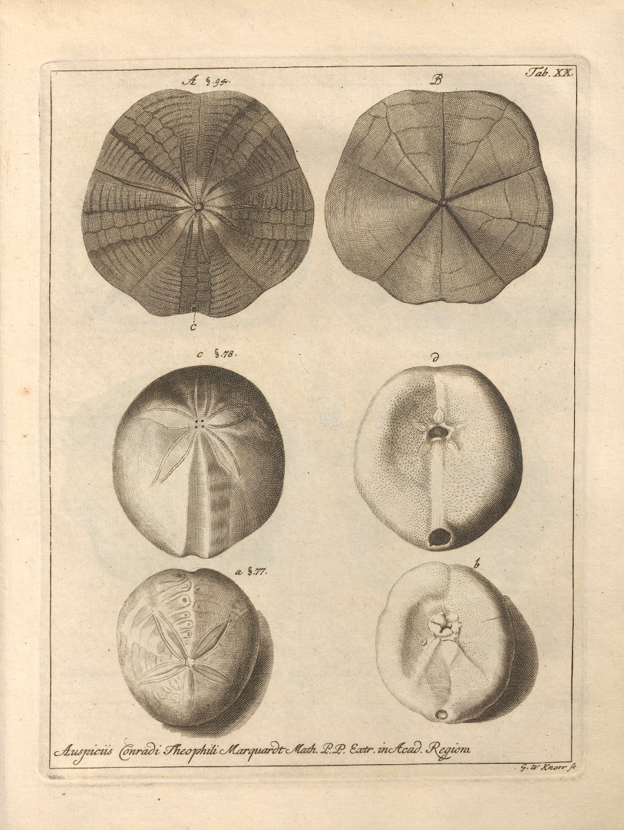 Naturalis Dispositio Echinodermatum Natural Arrangement of Echinoderms Pl20 1734