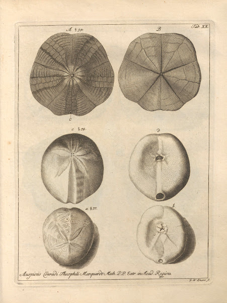 Naturalis Dispositio Echinodermatum Natural Arrangement of Echinoderms Pl20 1734