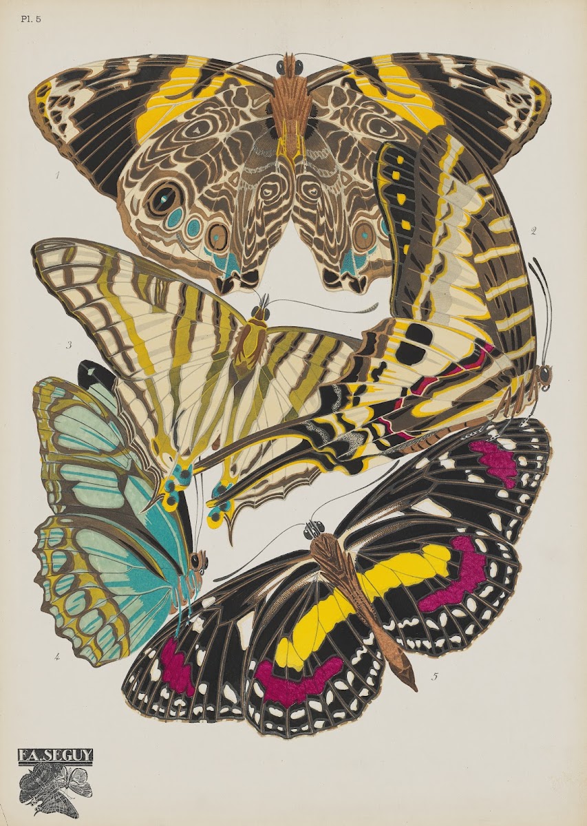 Papillons Pl05 1920