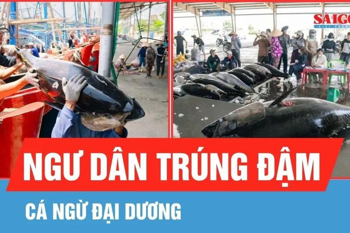 Ngư dân trúng đậm cá ngừ đại dương - Báo Sài Gòn Giải Phóng